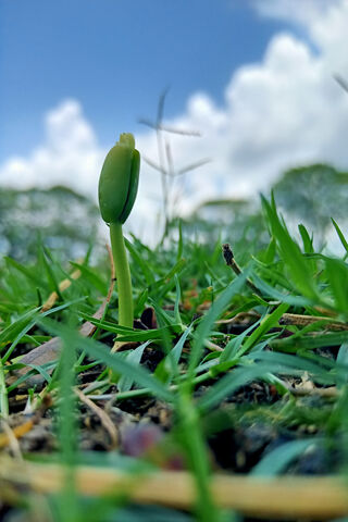 Tiny Triumph: The Journey of a Small Plant 🌱