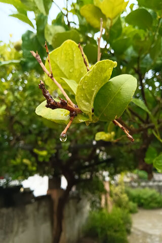 Nature's Refreshing Embrace: Spike Sakura
