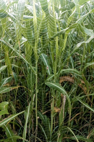 Nature's Intricate Artistry: The Spider's Web