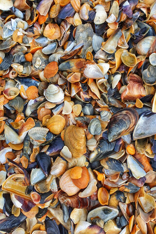 Seashell Symphony: Nature's Artistry 🎶🐚