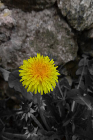 Golden Bloom: The Sari Papatya's Radiance 🌼✨