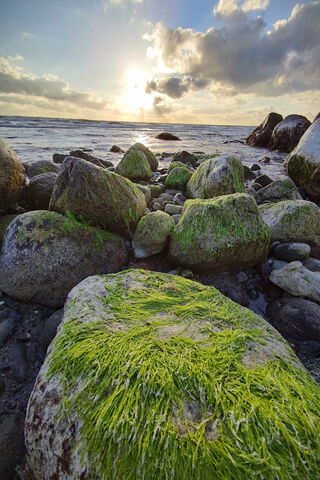 Nature's Mosaic: The Beauty of Stones 🌊🌿