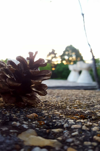 Nature's Art: The Pinecone Perspective 🌲✨