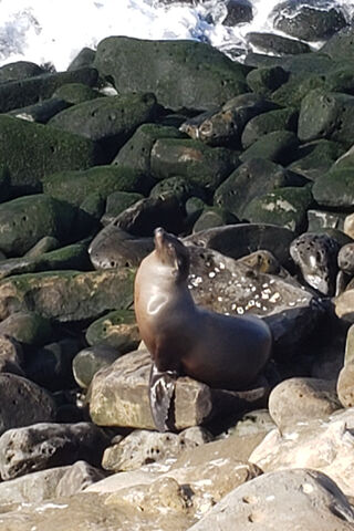 Sunny Seal Soaking Up the Sun ☀️