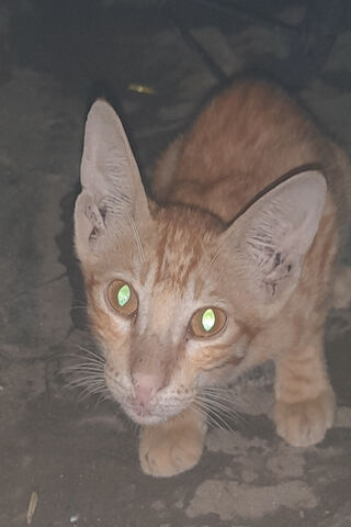 Tao the Curious Cat 🐾