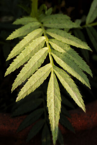 Nature's Resilience: The Virus IV Leaf