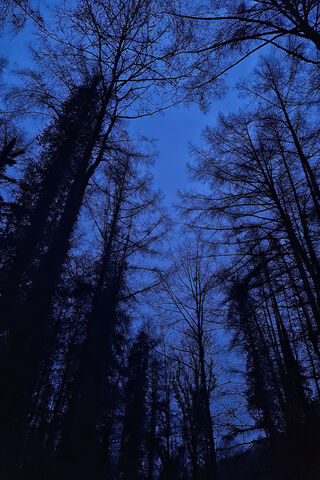 Enchanted Twilight in the Woods 🌌🌲