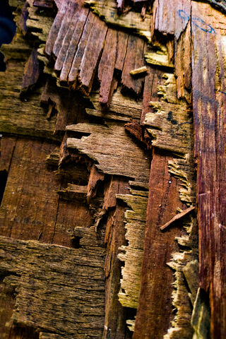 Nature's Textures: The Beauty of Weathered Wood 🌳✨