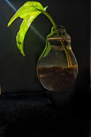 Illuminating Nature: The Water Bulb