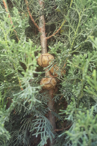 Nature's Secrets: The Hidden Gems