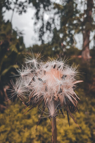 Whispers of Nature: The Dandelion's Dance 🌼✨