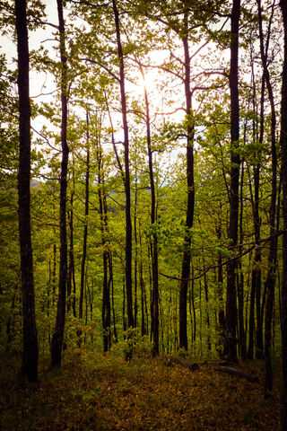 Whispers of the Woods 🌳✨