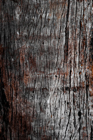 Nature's Canvas: The Beauty of Wood Grain 🌳✨