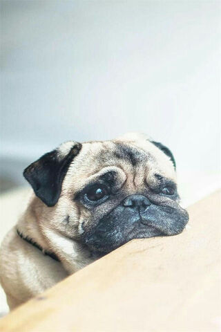 Pug-tastic Daydreams 🐾
