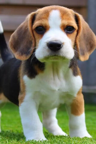 Beagle Doggo