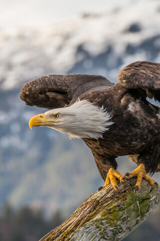 Majestic Flight of the Bald Eagle 🦅