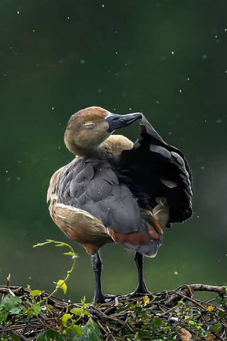 The Elegant Bird Duck: Nature's Charm 🦆✨