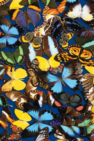 Colorful Wings: A Butterfly Wonderland 🦋✨