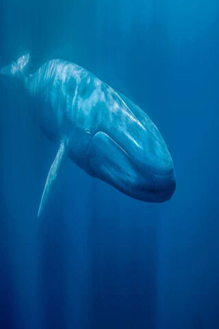 Majestic Giants of the Deep 🌊🐋