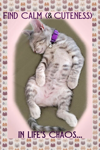 Serenity in Feline Form 🐾💤