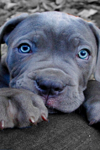 Cane Corso