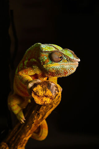 Colorful Chameleon: Nature's Master of Disguise 🌈🦎
