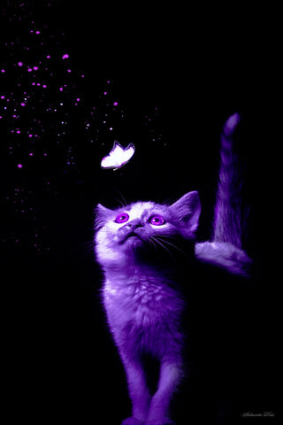 Whimsical Dreams: The Cat and the Butterfly 🐱🦋