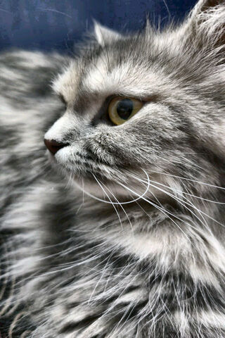 Whiskers of Wonder: A Feline Portrait