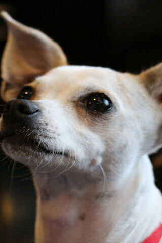 Charming Chihuahua: The Little Companion