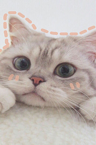 Adorable Whiskers of Joy 🐾