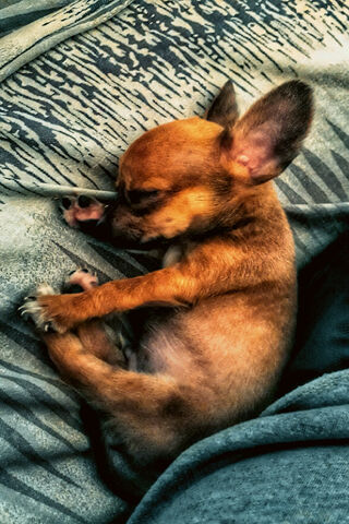 Dreamy Moments of Cutedog 🐾💤