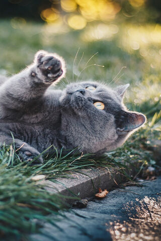 Whiskers in the Sun: A Playful Cat's Day