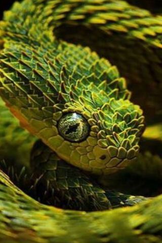 Cool Green Snakes