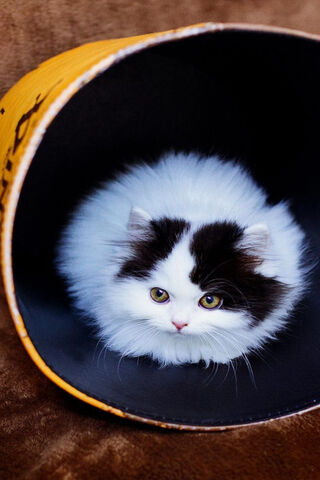 Fluffy Feline in a Cozy Hideaway 🐾