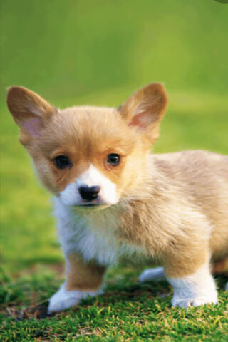 Adorable Corgi Cutie 🐾