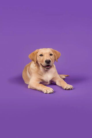 Joyful Paws: The Happy Pup