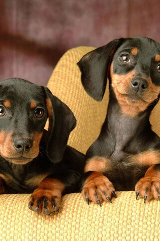 Adorable Doberman Duo 🐾❤️