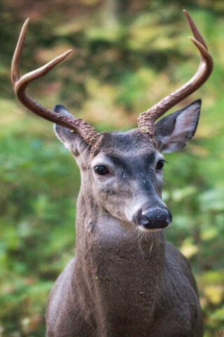 Majestic Stag in Nature 🌲🦌