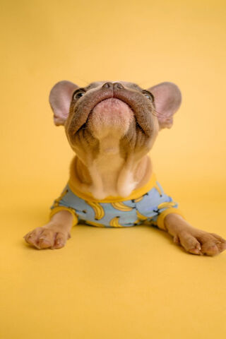 Banana Buddy: A Pup in Style! 🍌🐶