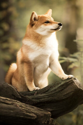 Majestic Shiba Inu: Nature's Guardian 🐾🌲
