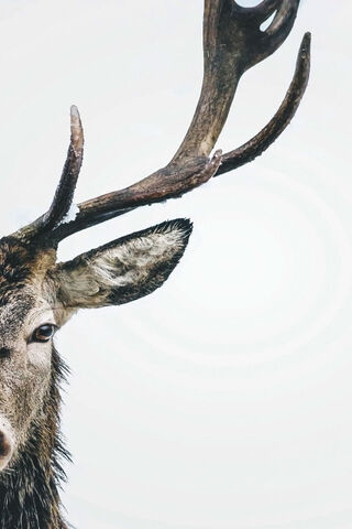 Majestic Antlers: A Close-Up of Nature's Beauty 🦌✨