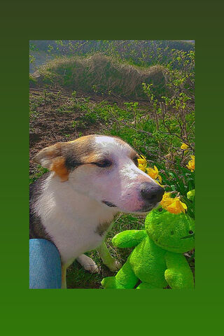 A Whimsical Day in the Garden 🌼🐶
