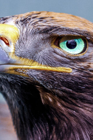 The Watchful Gaze of the Eagle