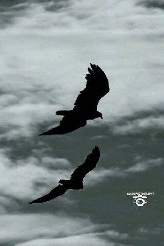 Soaring Spirits: Eagles in the Sky 🦅☁️