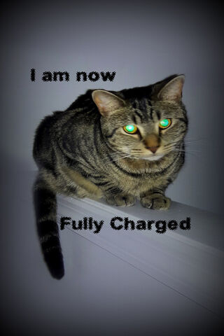 Energized Feline: The Fully Charged Cat ⚡🐱