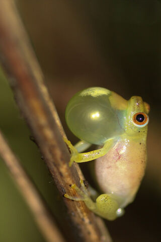 The Melodious Frog: Nature's Vocal Artist 🎶🐸