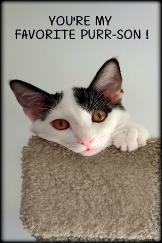 Pawsitively Adorable Companion! 🐾❤️