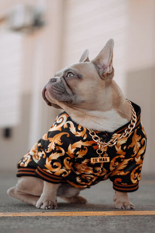 Lil Man: The Stylish Frenchie 🐶✨