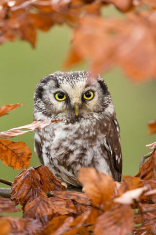 Autumn's Watchful Guardian 🍂🦉