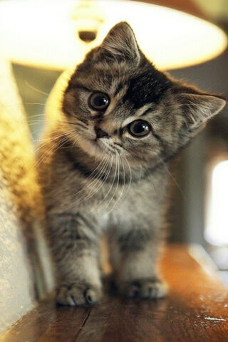 Gatita's Curious Adventure 🐾✨